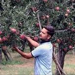 باغدار در حال نشان دادن سیب های باغ سیب خود که با کمک رهبان درختان پر بار بوده اند.